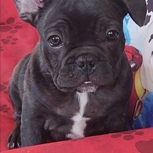 Meet your Posher, Fred